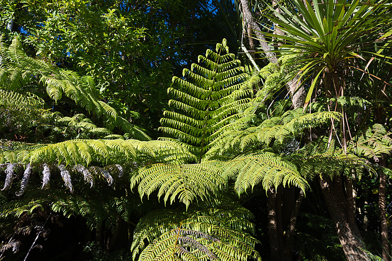 ニュージーランドの象徴として知られる「シルバー・ファーン」。裏が白い（銀色っぽい）のが特徴のシダ。エントランス近くに生えているのを教えてもらった