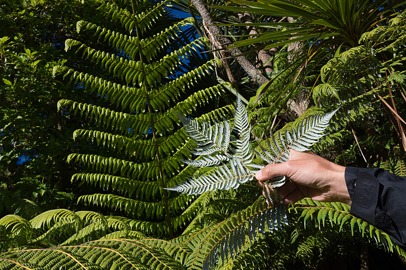 ニュージーランドの象徴として知られる「シルバー・ファーン」。裏が白い（銀色っぽい）のが特徴のシダ。エントランス近くに生えているのを教えてもらった