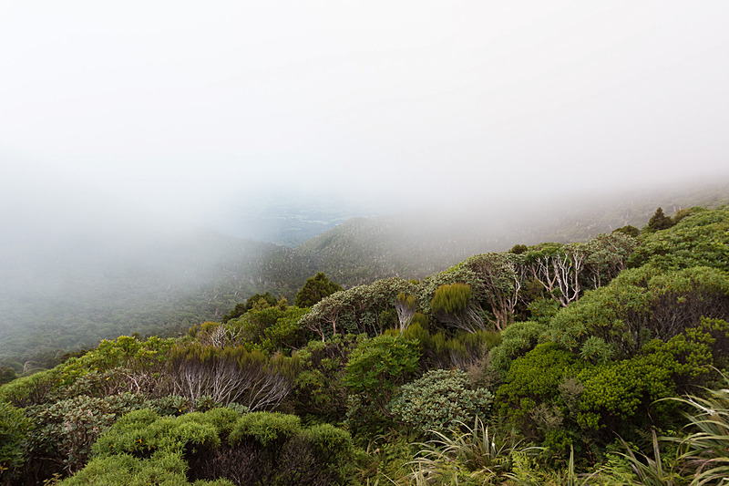 ビューイングポイントを目指して歩き始めるとこの霧