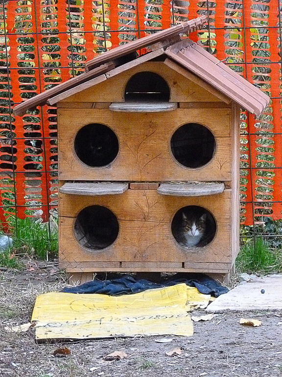 市場に行く途中にあって私が「猫ハウス」と勝手に名付けた場所。買い物の行き帰りに猫たちを見に行っていました