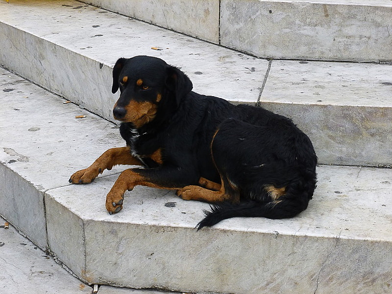 野良猫に比べると野良犬はあまり見ませんでした