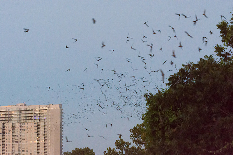 橋の下から一斉に飛び出すコウモリ。写真は明るめに補正しているが、日没後なので実際の見た目はもう少し暗い