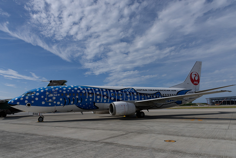 ジンベエジェットを撮影していると