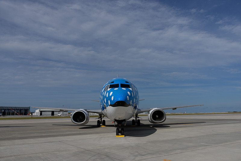 お約束の正面ジンベエショット