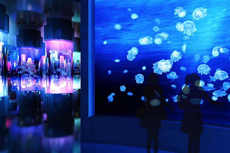 海洋生物と映像技術を組み合わせた展示を行なう