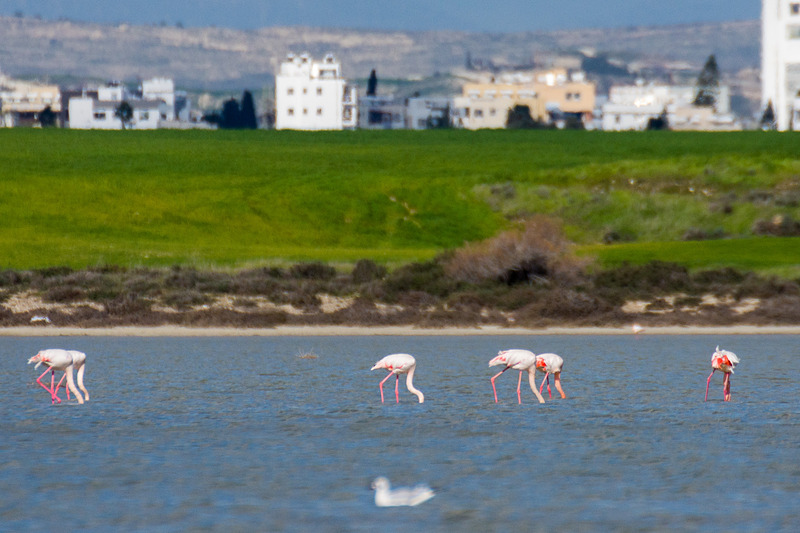 食べたり寝たりで、なかなか顔を見せてくれないフラミンゴ。足が長くてかっこいいのだが