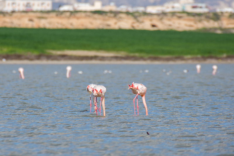 食べたり寝たりで、なかなか顔を見せてくれないフラミンゴ。足が長くてかっこいいのだが