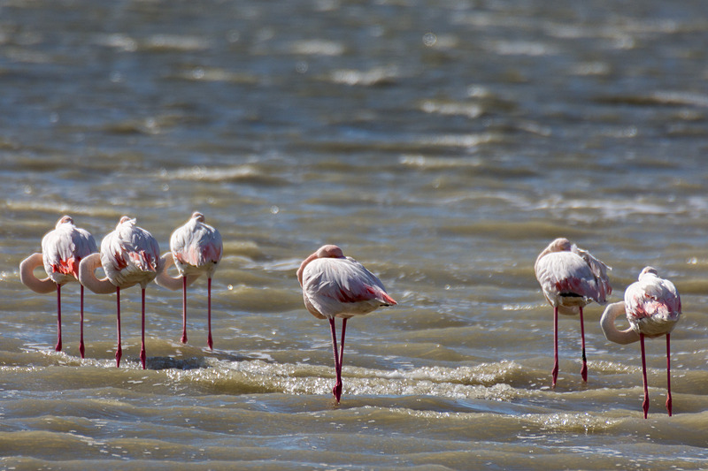 食べたり寝たりで、なかなか顔を見せてくれないフラミンゴ。足が長くてかっこいいのだが