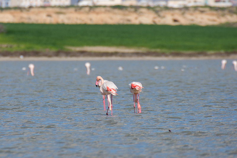 一瞬の隙をついてシャッターを切る。くちばしが大きくてやっぱりかっこいい