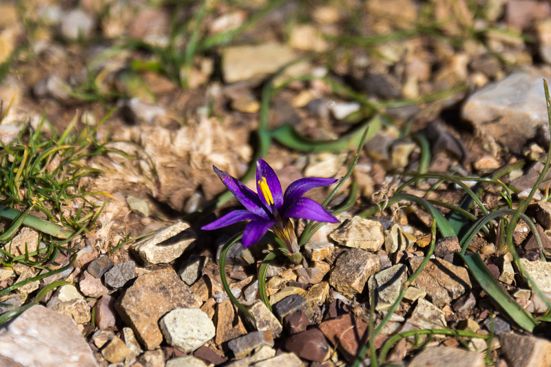 「ロムレア」の花