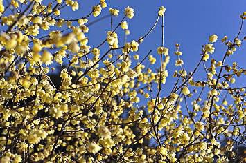 「長瀞宝登山ロウバイ園」のロウバイ（イメージ）