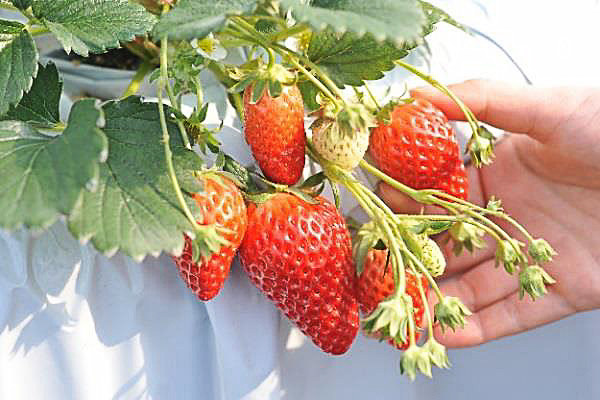 新京成沿線にある5軒のいちご農園と提携したイベント「新京成で行く『いちご狩り』」を1月20日から5月末まで実施