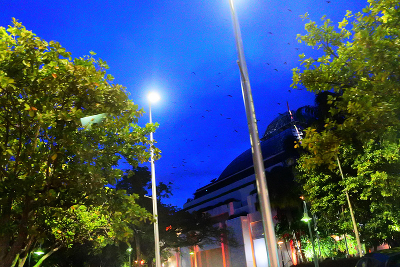 夕方になると、熱帯雨林へとご出勤。受粉などを行なってくれるため、なくてはならない存在