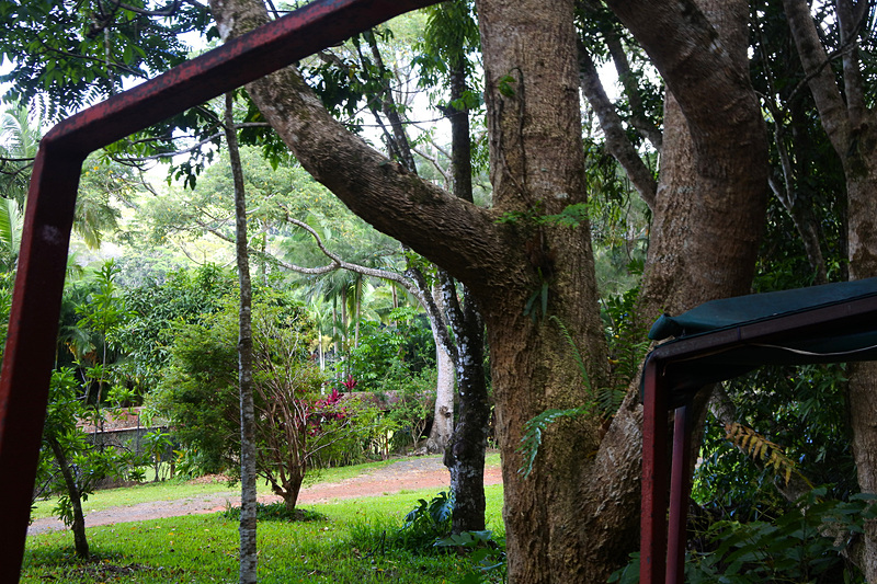 白っぽい色が目印の「コークウッドツリー」