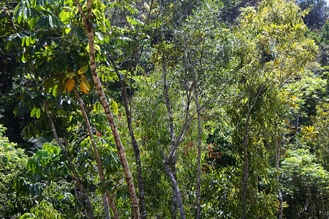グレートバリアリーフから熱帯雨林 さらに鉄道までオーストラリア ケアンズ大自然旅 その3 世界遺産の熱帯雨林の姿を鉄道 文化 探検で知る トラベル Watch