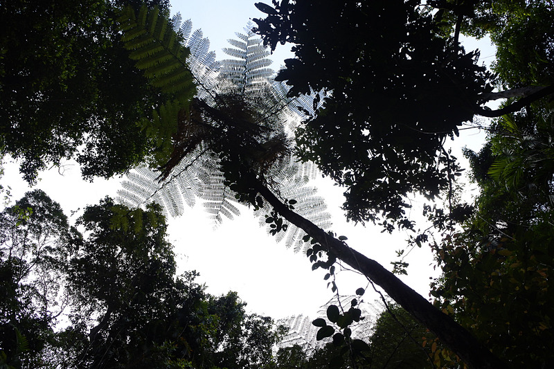 約1億5000万年前からの姿そのままの「木生シダ」。この熱帯雨林の古さを象徴する植物だ