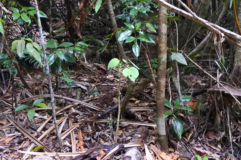 その痛さに人間から恐れられている「スティンギングツリー」