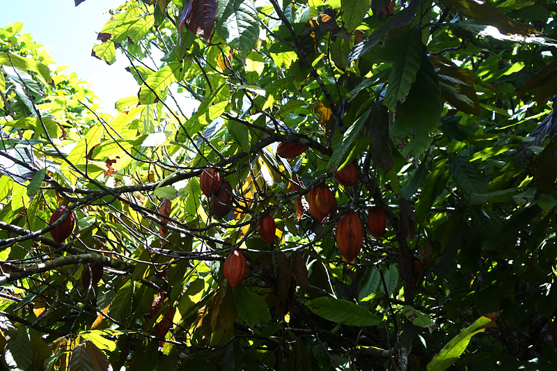 「熱帯果樹園」ではカカオやレモネードツリーなどをはじめ40種類以上のフルーツを栽培する様子が楽しめる