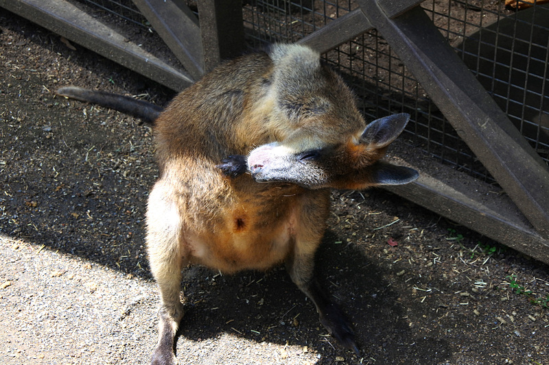 「イースタングレー・カンガルー」や「スワンプ・ワラビー」に「アジル・ワラビー」「ネイルテイル・ワラビー」たちが迎えてくれる