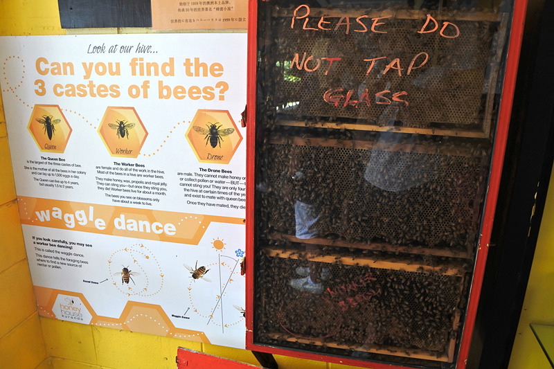 「Honey House Kuranda」ではミツバチたちが働く姿も見られる