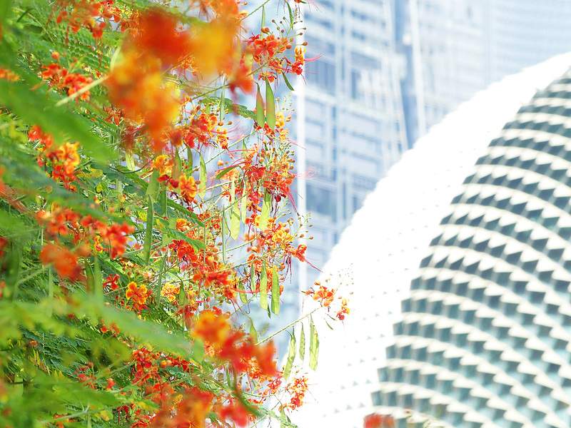 南国の花と緑が美しい街。思わず足を止めてしまいます