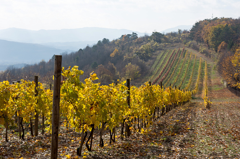 キング・ペータルズ・ハウス（King Petar's House）。トポラの旗などセルビア蜂起＆独立に関する展示や、トポラで生産が盛んなワインなどを紹介している