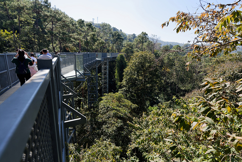 植物園「クイーン・シリキット・ボタニック・ガーデン」内にある「キャノピー・ウォークウェイ」