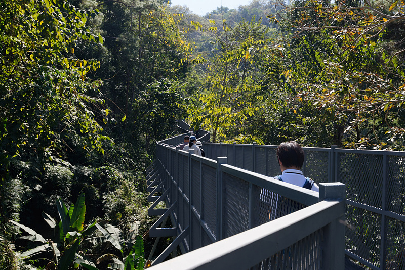 斜面に沿って建てられた足場。森のなかの空中散歩を楽しめる