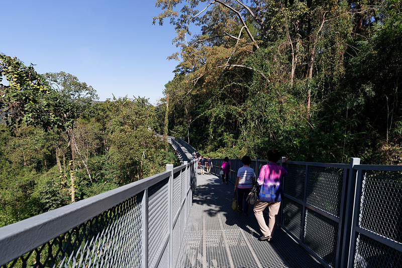 斜面に沿って建てられた足場。森のなかの空中散歩を楽しめる
