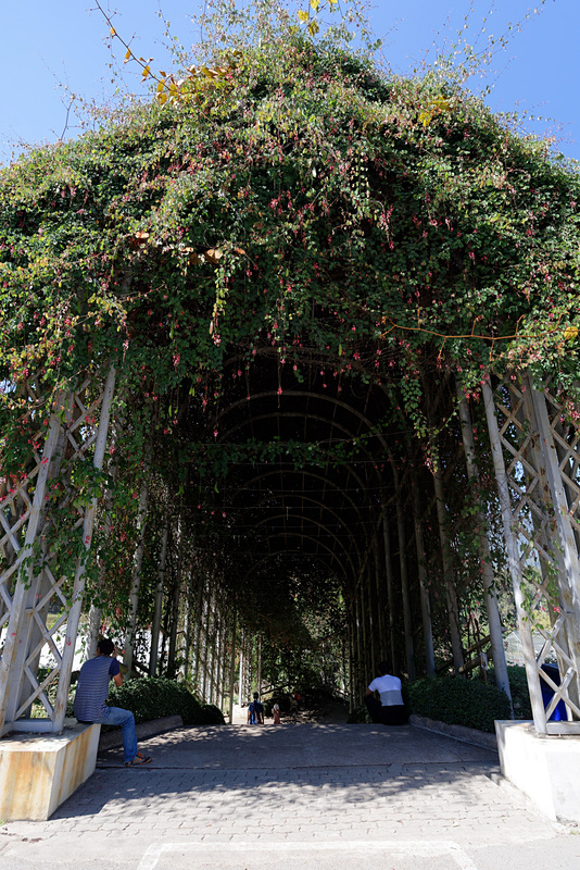 トラムを降りると最初に目にするのが、この植物のトンネル