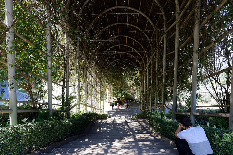 トラムを降りると最初に目にするのが、この植物のトンネル