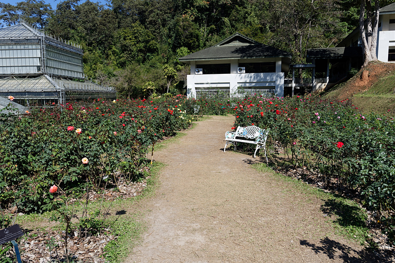 トンネルを抜けると、色とりどりのバラが咲くバラ園に