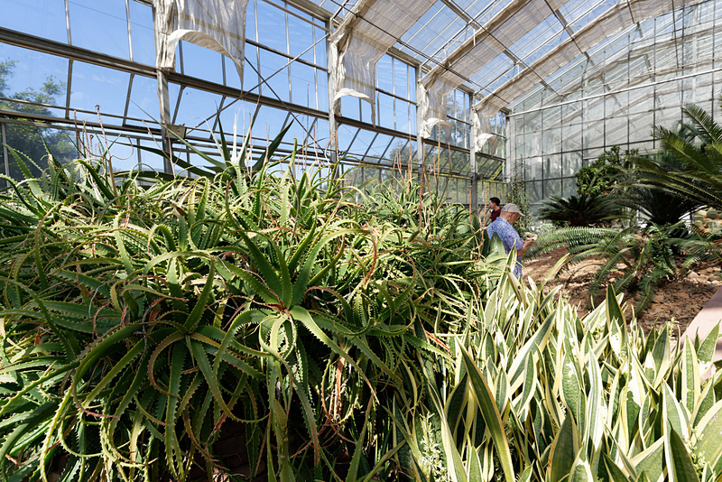 日本でも一般的なアロエのほか、奇妙な多肉植物が数多く展示