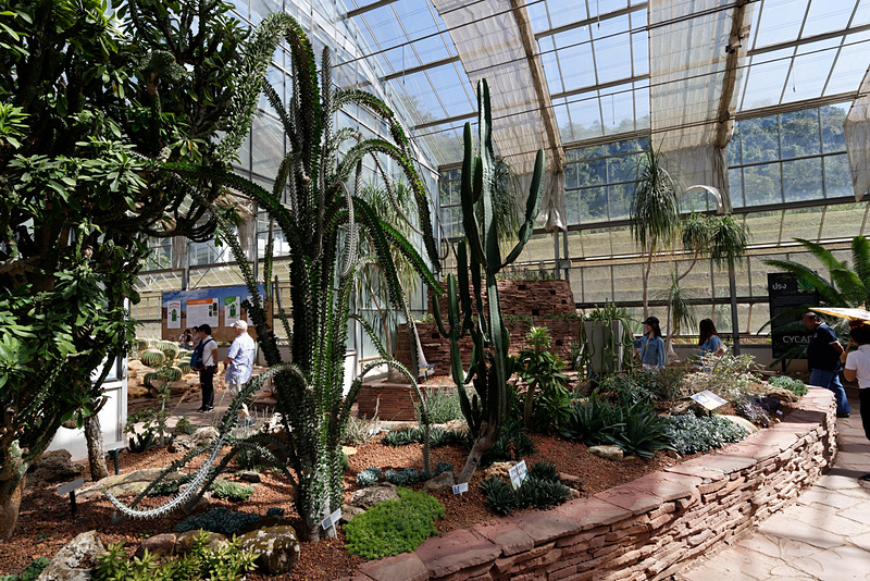 日本でも一般的なアロエのほか、奇妙な多肉植物が数多く展示