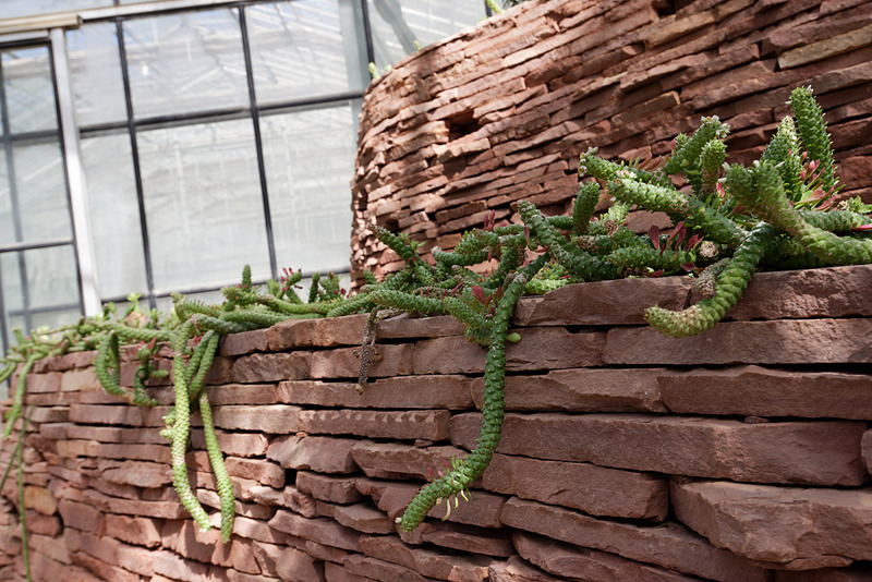 日本でも一般的なアロエのほか、奇妙な多肉植物が数多く展示