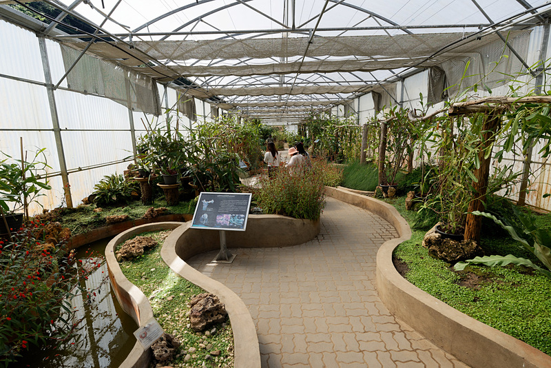 食虫植物だけが集められた温室。ウツボカズラなどが大量