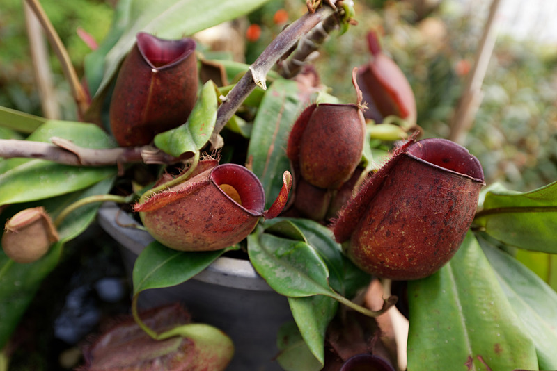 食虫植物だけが集められた温室。ウツボカズラなどが大量