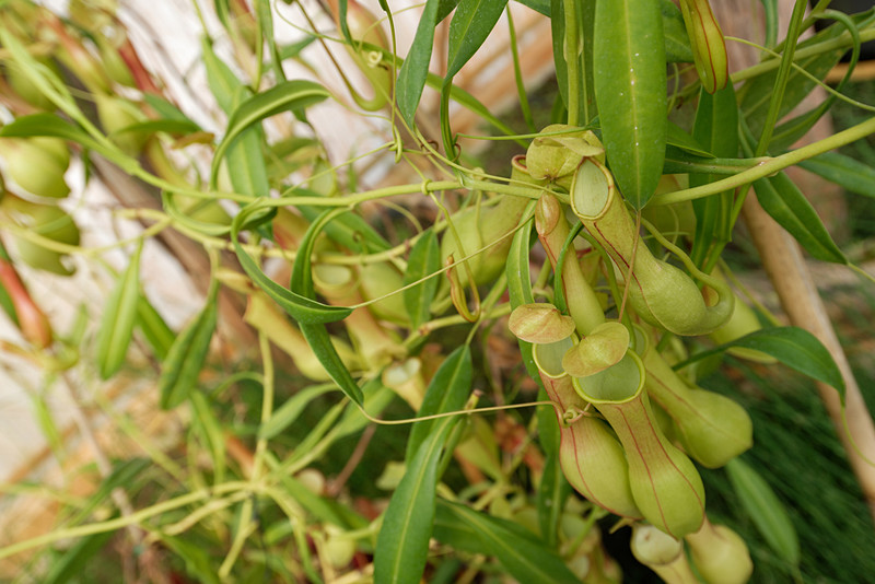 食虫植物だけが集められた温室。ウツボカズラなどが大量