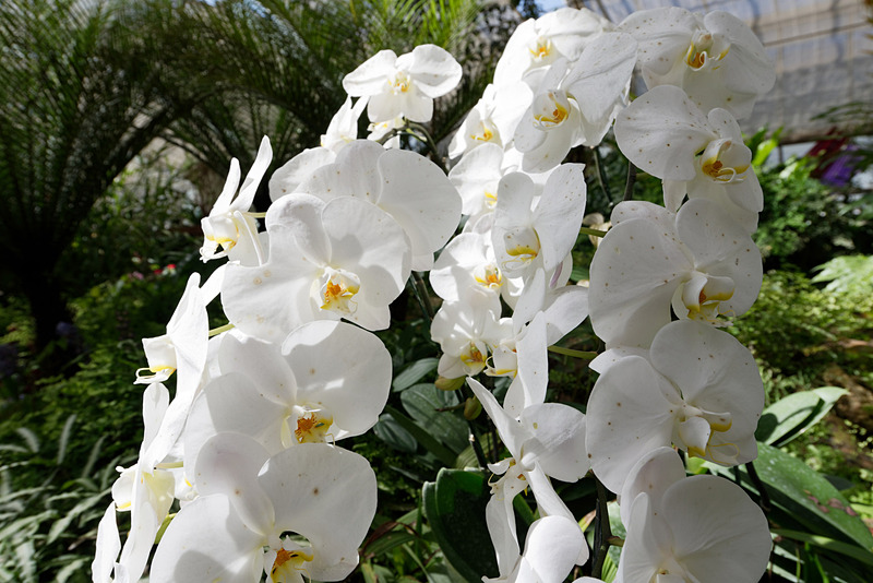 大小さまざまなランが2000種ほどあるという