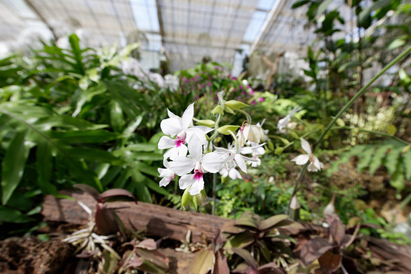 大小さまざまなランが2000種ほどあるという
