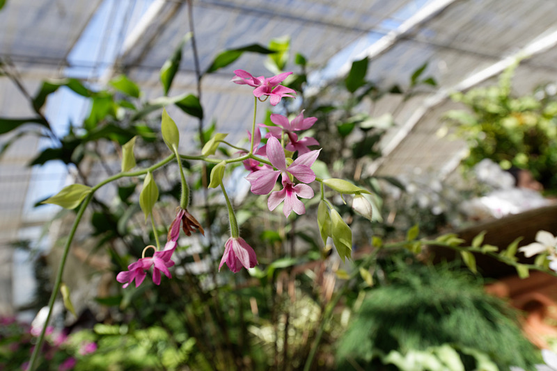 大小さまざまなランが2000種ほどあるという