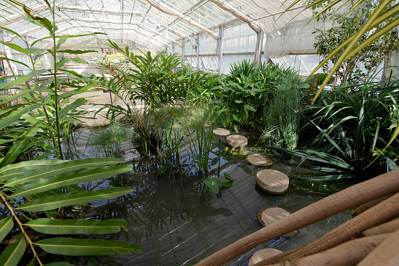 水生植物も見ることができる