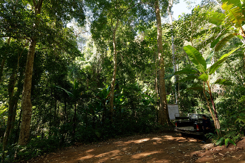 スタート地点付近に到着。完全にジャングル