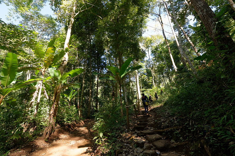スタート地点付近に到着。完全にジャングル