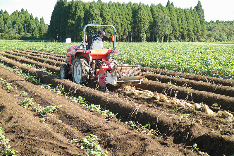トラクターを使った芋掘り。黄金千貫が土の中から姿を現わす