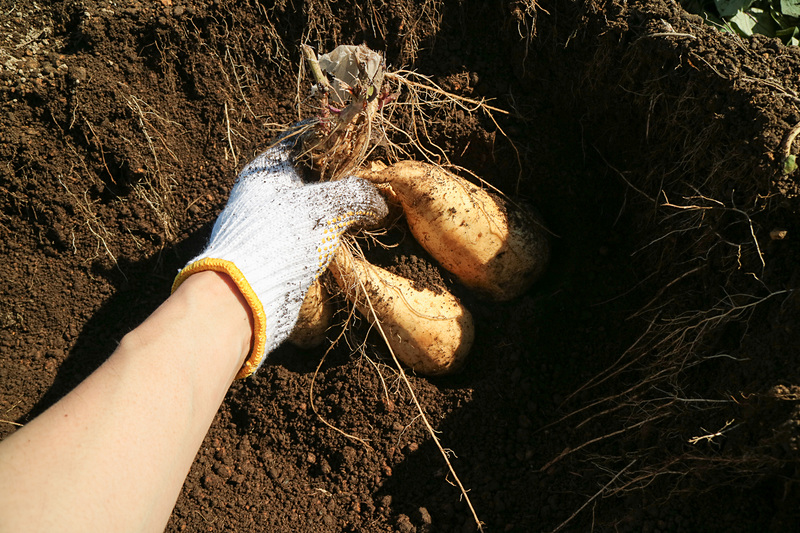 土質はサラサラとしているので、手で簡単に掘り進めることができる