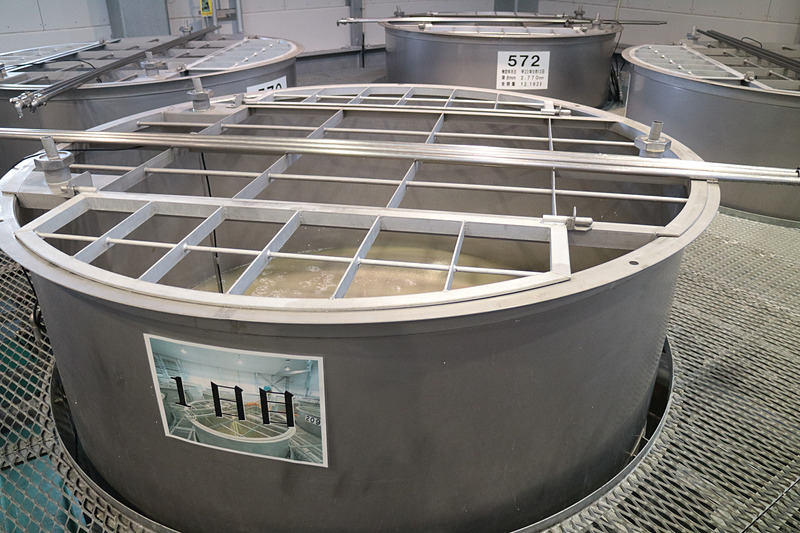 「一次仕込み」として「霧島裂罅水（きりしまれっかすい）」と呼ばれる地下水と酵母菌が加わり5日間寝かされて「酒母」と呼ばれる「1次もろみ」ができあがる