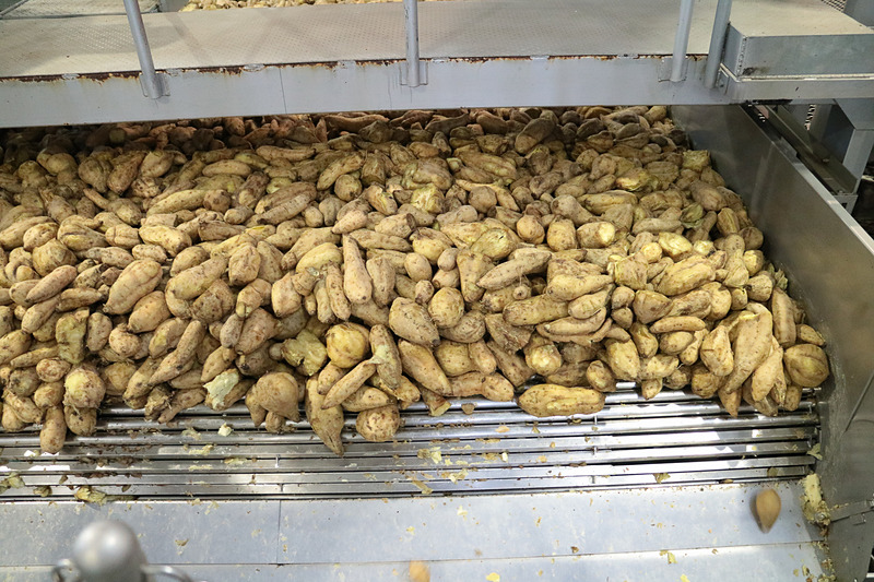 サツマイモは洗浄、選別を経て約1時間かけて蒸し上げられる