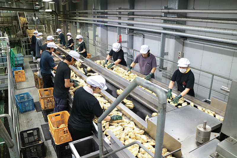 サツマイモは洗浄、選別を経て約1時間かけて蒸し上げられる