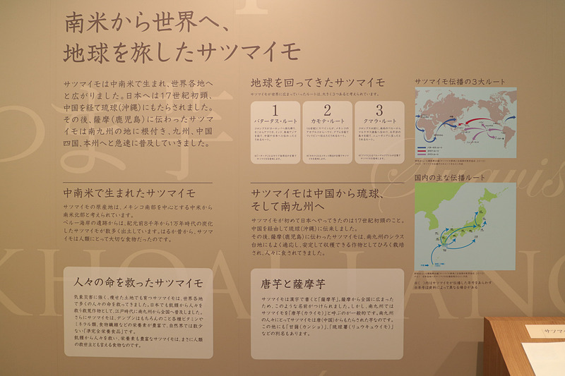 サツマイモのルーツや種類について